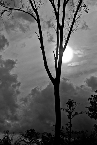 gainesvilleflorida blackandwhitephotography silhouette sun clouds trees ambientlight alachuacounty canont2i