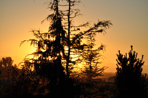 lighting sunset shadow tree pine gold kaylajeanphotography