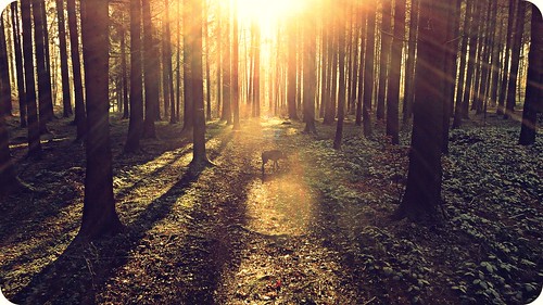trees light dog love sunshine forest licht saturday hund sunrays wald bäume cliché hcs