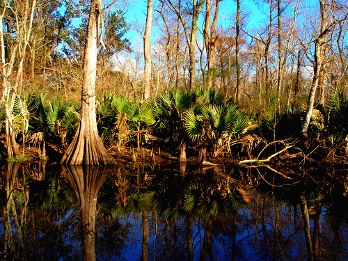 trees water louisiana bayou