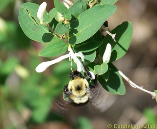 Flying Bumble Bee on Honeysuckle Flower