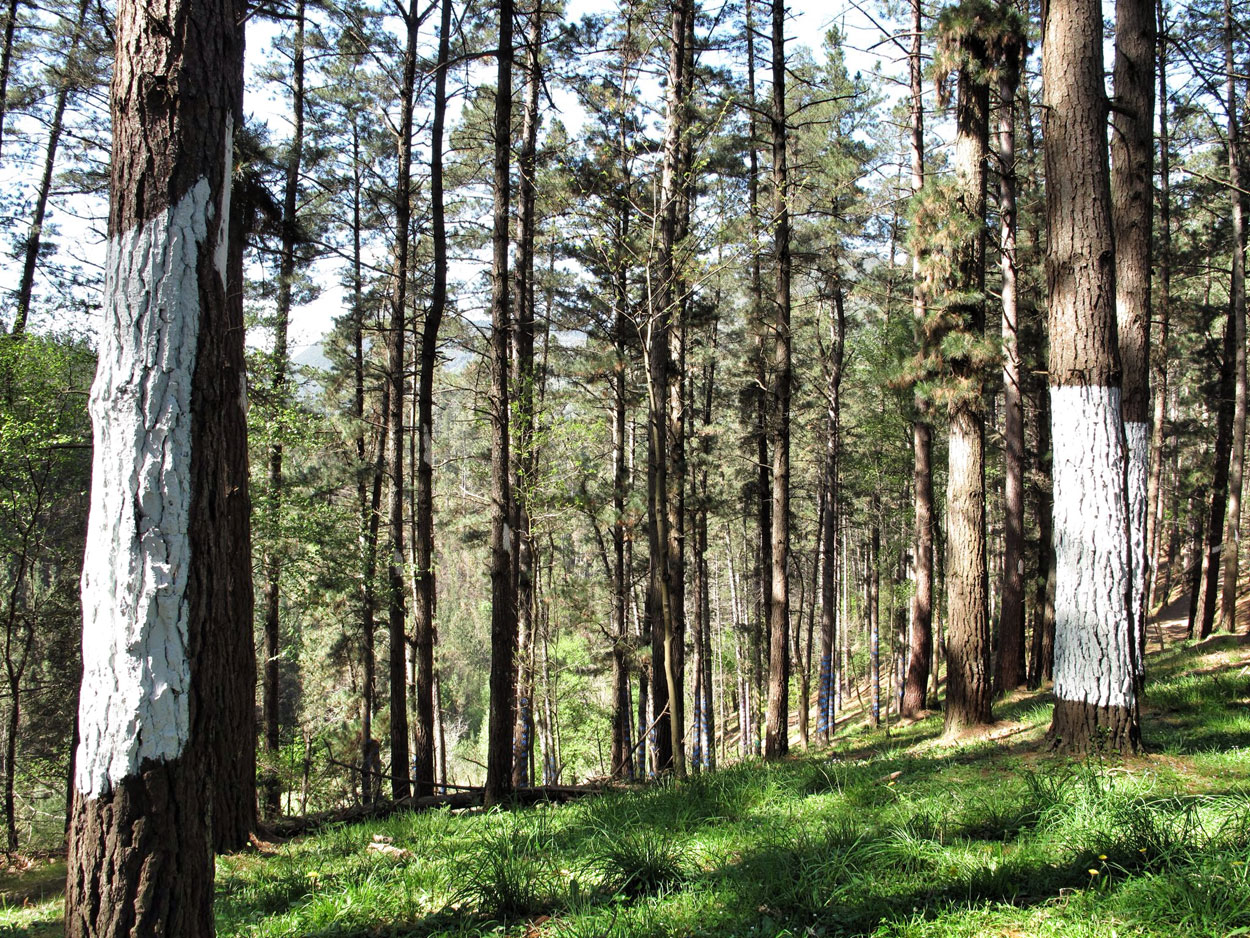 bosque de oma_1983_agustin ibarrola