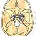 synchondrosis in skull