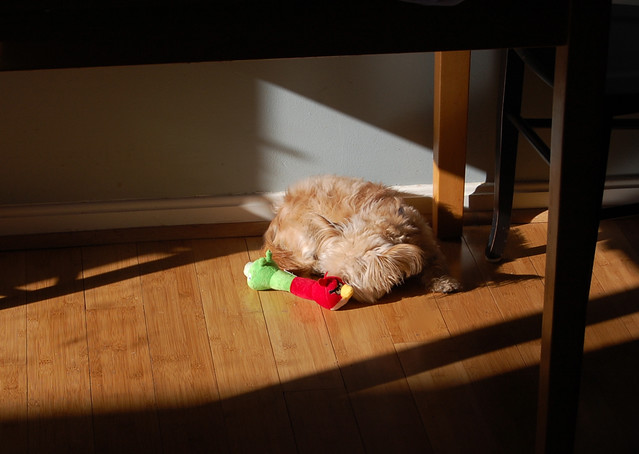 Sleeping with his Angry Birds toy