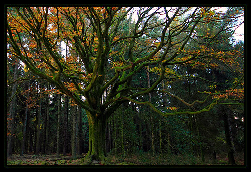 tree forest automne arbre beech forêt brocéliande hêtre ponthus hêtredeponthus