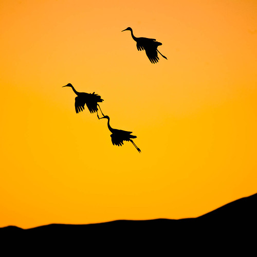 sunset sky newmexico birds silhouette cranes nm bosquedelapache sandhillcranes nationalwildlifereserve