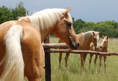 horses mare pony napoleon ponies delilah stallion palomino classicchampagne lucyrose jamesblond goldchampagne