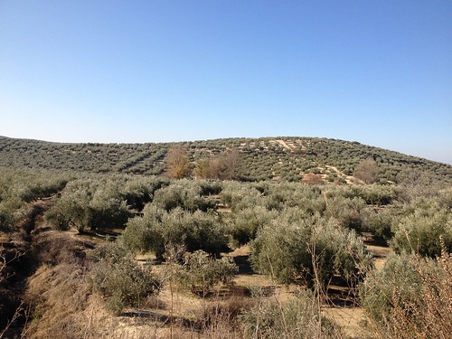 andalucía jaen andalusia olivos martos olivetree aceituna