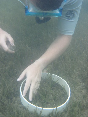 Paul counting seagrass 1
