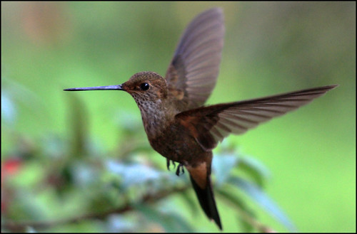 bird nature flying colombia hummingbird action manizales bart natuur national ave geographic vogel caldas colibri picaflor kolibrie recintodelpensamiento weerdenburg bartweerdenburg