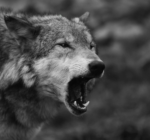 Wolf by Netkonnexion On flickr