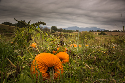 roseland virginia unitedstates pumpkin blue ridge mountains nelson seamans orchard farm clouds canon t2i overcast halloween