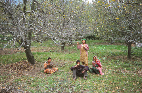 india apple orchard nagar kullu himachalpradesh himachelpradesh