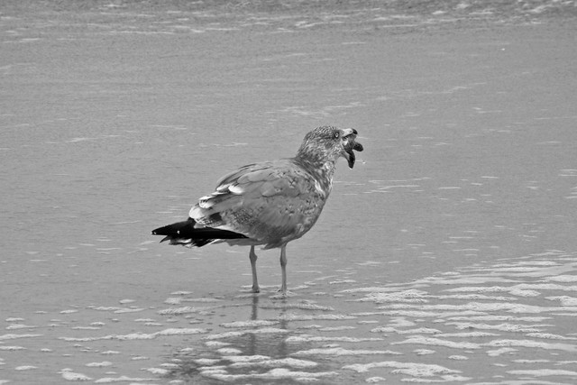 OC Inlet Seagull eating baby Turtle 21 HCRF - a photo on ... - photo#38