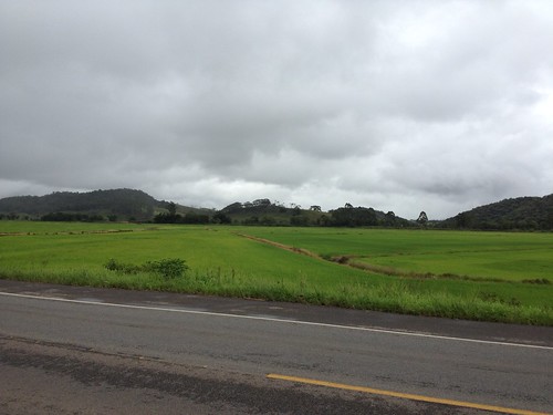 rice reis agriculture arroz agricultura plantação lavoura arrozal reisanbau reisplantage reisplantoosch reisplantosch