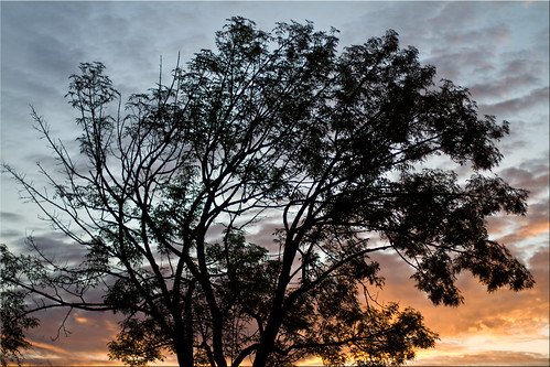 tree clouds sunrise dawn day cloudy january deciduous 8412 ©2012jillclardy