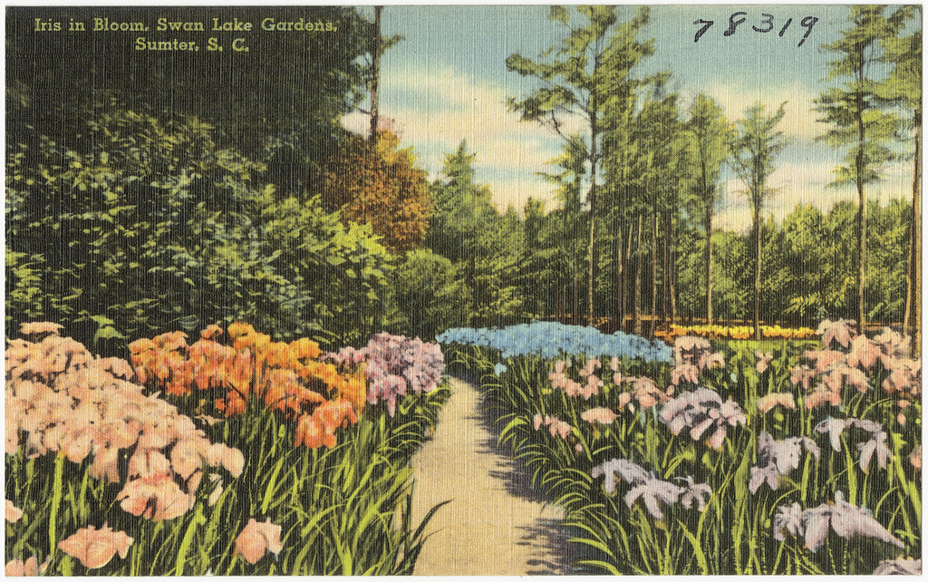 Iris In Bloom Swan Lake Gardens Sumter S C File Name Flickr
