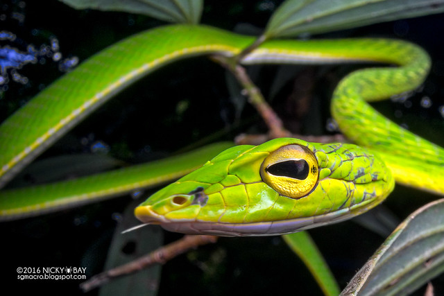 Whip snake (Ahaetulla sp.) - DSC04192
