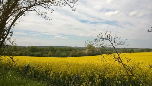 france yellow jaune landscape normandie paysage calvados rapeseed colza maisoncellespelvey