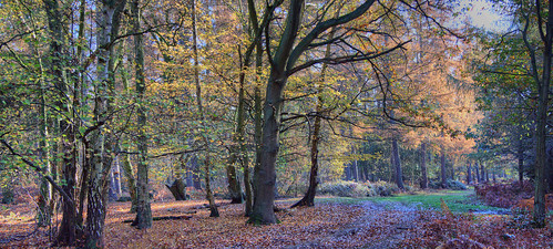 autumn langley hertfordshire roantrum graffidgewood