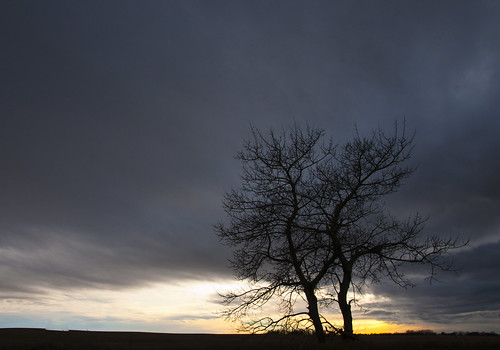 winter sunset sky canada tree clouds rural dark nikon farm alberta cloudysky darksky noleaves onetree d300s nikond300s afsnikkor18200mm1356ged