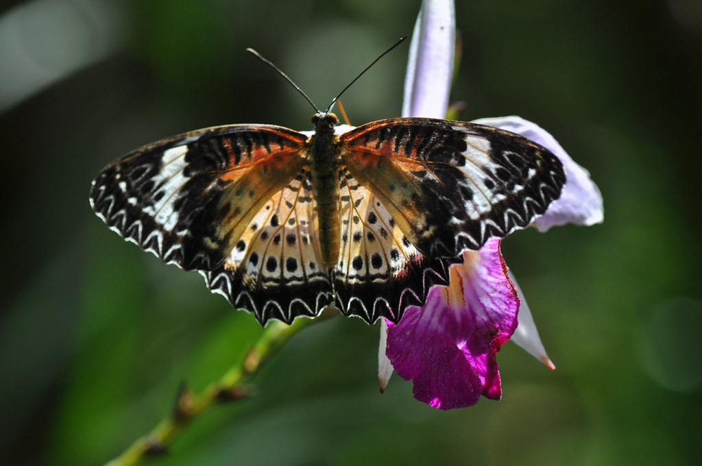 兰花上的蝴蝶 Butterfly on an Orchid