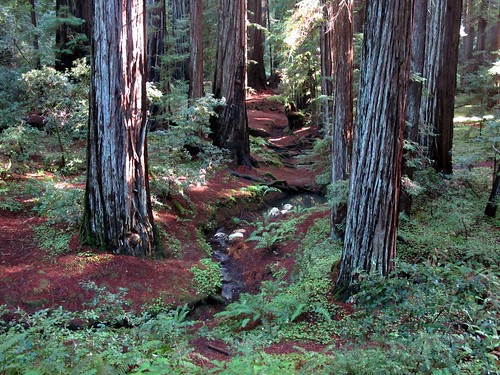 california forest redwood northcoast mendocinocounty sequoiasempervirens montgomerywoodsstatereserve
