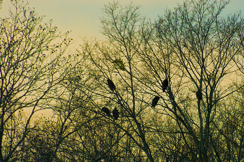 trees nature birds animals silhouette rural georgia buzzard plains sumtercounty ruralgeorgia southwestgeorgia thesussman sonyalphadlsra550