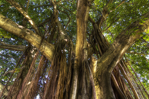tree green canon florida 7d hdr