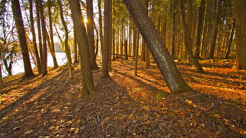 trees light shadow forest sunrise woods floor