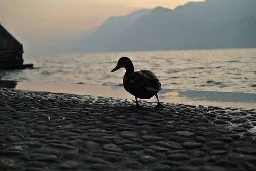 sunset lake duck garda malcesine