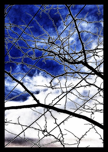 blue trees sky white nature lines patterns kansascity parkvillenaturesanctuary edugood