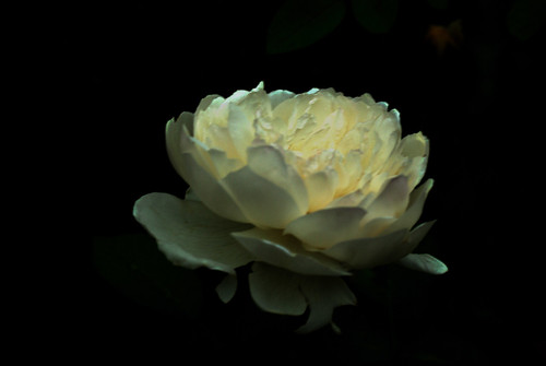 IMGP0443 White Rose