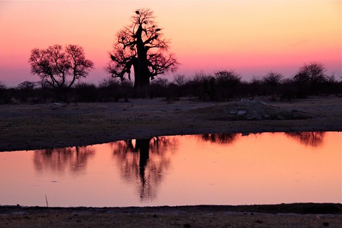 tramonto riflessi baobab planetbaobab botswana2011