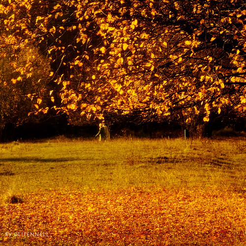 autumn people forest gold leaf laub menschen wald wanderer heilbronn waldheide fallenleafs blätter