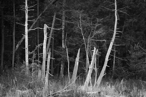 old trees bw copyright sunlight white lake black broken nature monochrome grass contrast dead daylight george weeds branch glow bright bare branches gray dreamy 2011 richardkownacki 2011winternyd7000