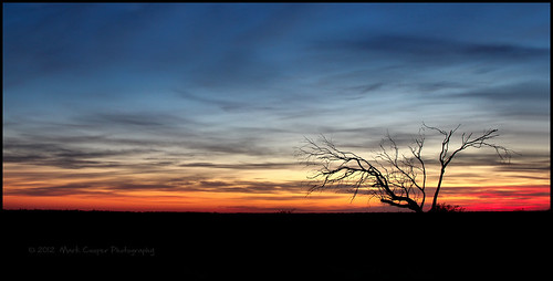 road old tree silhouette sunrise canon australia nsw outback 2711 hay plains common solitary solemn 24105mm 550d canonef24105mmf4lisusm ef24105l t2i hayplains haynsw eos550d markcooperphotography