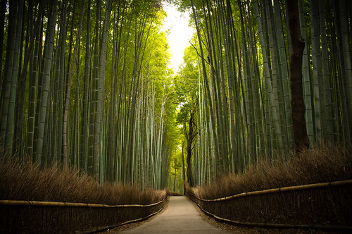 japan kyoto raw bamboo arashiyama 京都 嵐山 lightroom 竹 天龍寺 x100 finepixx100