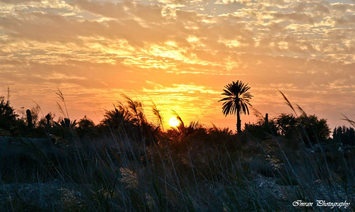 sunset sun sunrise palmtree saudiarabia khobar datepalmtree mimransaeed
