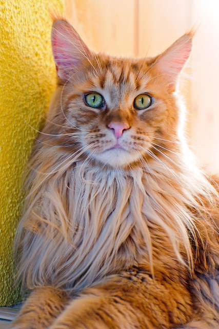 Blitz the pretty red Maine coon I
