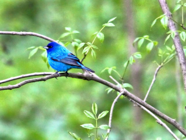 Indigo Bunting HDR 01-20160512