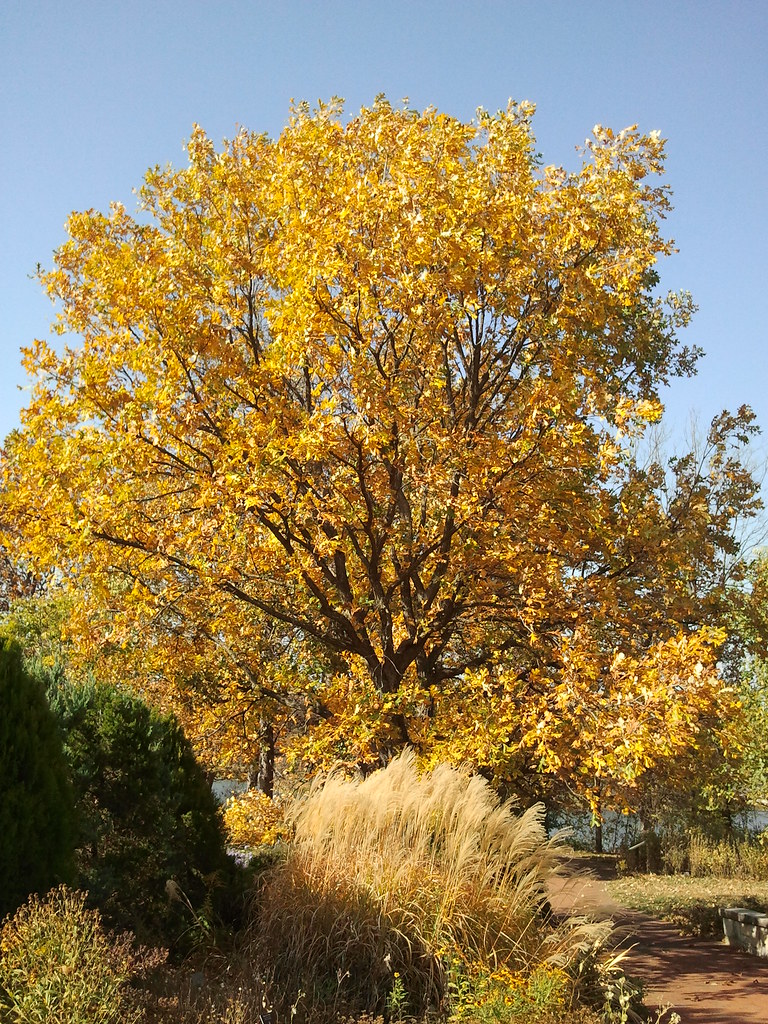 2011 10 25 Bur Oak Fall Color Quercus Macrocarpa Vertical Flickr