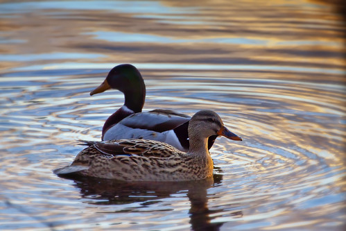 reflection water sunrise pond ducks malard canoneos50d