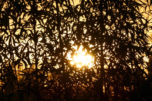sun sunshine soleil bamboo bambou couché