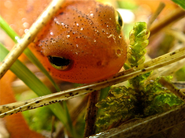 Red eft close up at Fairy Stone State Park, Virginia