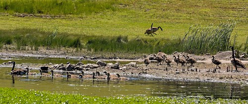 green grass birds geese pond goslings canadiangeese waterfowl tallgrass d7100 tamron70300vc highqualityanimals