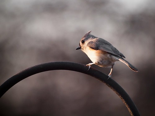 bird © tuftedtitmouse garyburke zuiko70300mm olympuse620