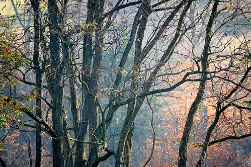 november trees color elkcreek edbrodzinsky sailsevenseas