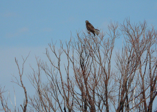 california tree bird hawk commute doyle norcal lassencounty