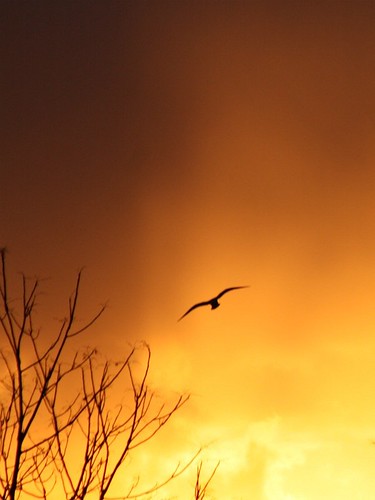 winter light sun ny newyork clouds sunrise seagull gull january larchmont virga abigfave flickraward newphotodistillery